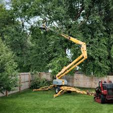 Best Tree Health Inspection  in Bridgewater, VA