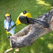 Professional Tree Care Services in Bridgewater, VA