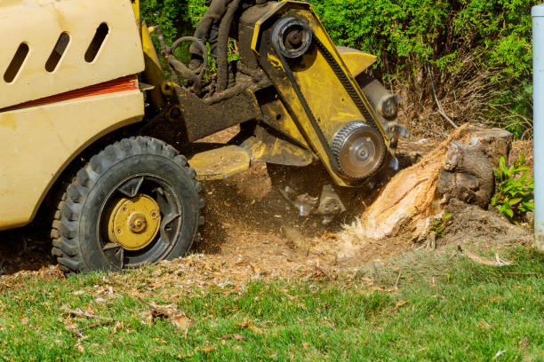 Best Tree Trimming and Pruning  in Bridgewater, VA