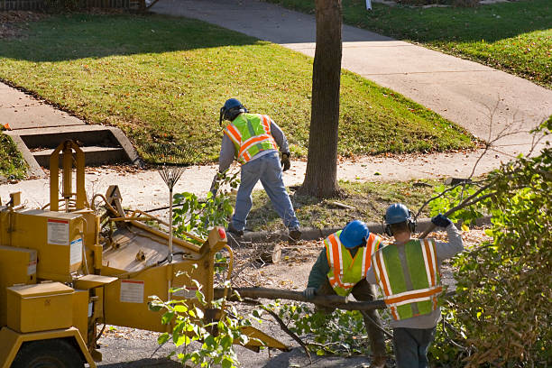 Best Root Management and Removal  in Bridgewater, VA