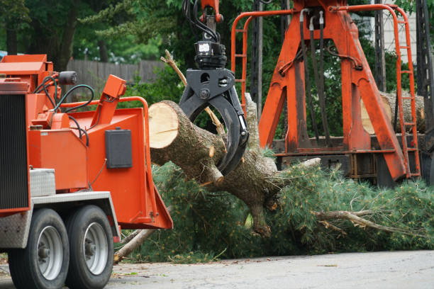 Best Commercial Tree Services  in Bridgewater, VA