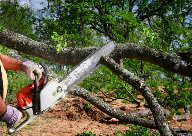 Best Storm Damage Tree Cleanup  in Bridgewater, VA